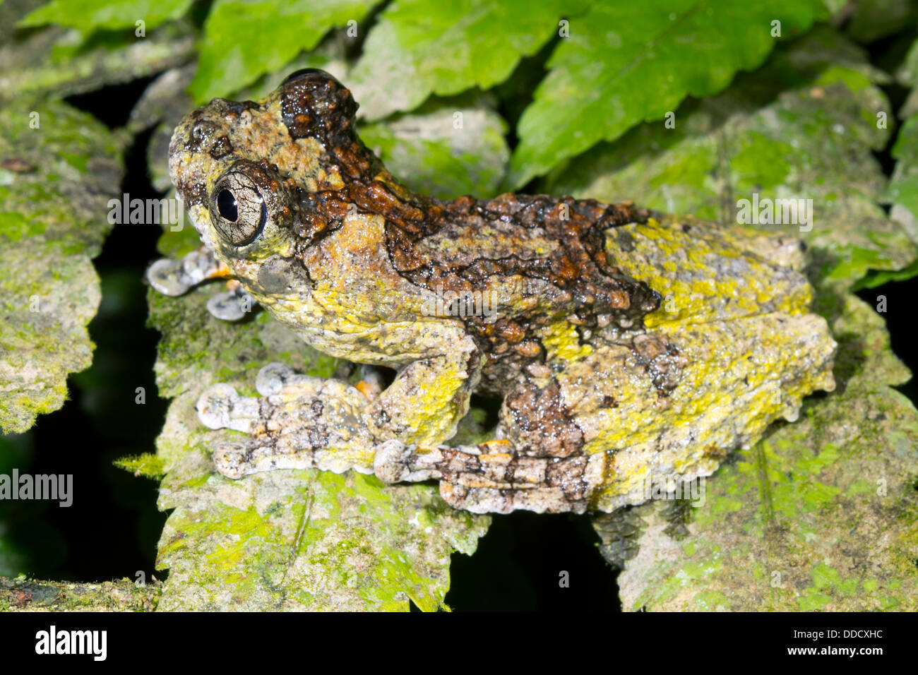 Neotropical marbled treefrogs (Dendropsophus marmoratus) on a rainforest leaf, Ecuador Stock Photo