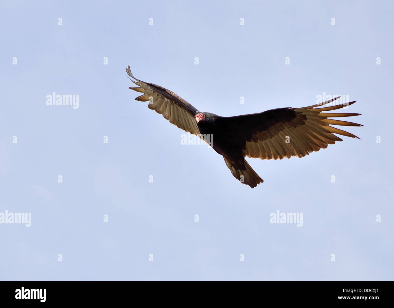 Turkey Vulture in flight looking for prey. Stock Photo
