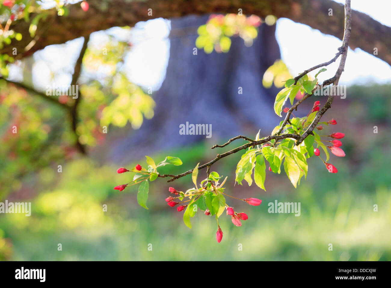 Cherry Blossom trees in spring at the Arnold Arboretum, Boston, Massachusetts, USA Stock Photo