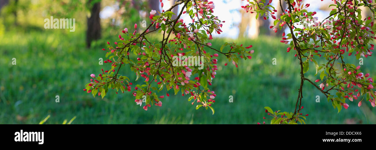 Cherry Blossom trees in spring at the Arnold Arboretum, Boston