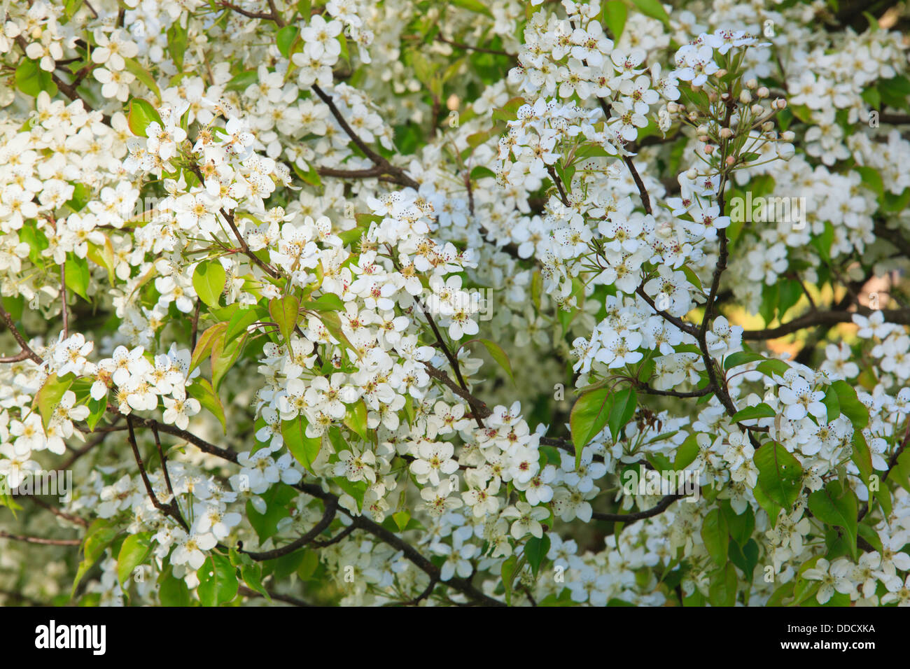 Cherry Blossom trees in spring at the Arnold Arboretum, Boston, Massachusetts, USA Stock Photo