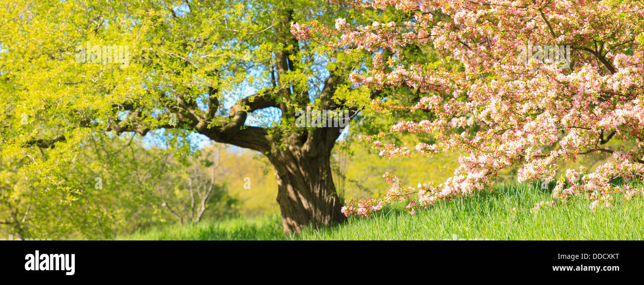 Cherry Blossom trees in spring at the Arnold Arboretum, Boston