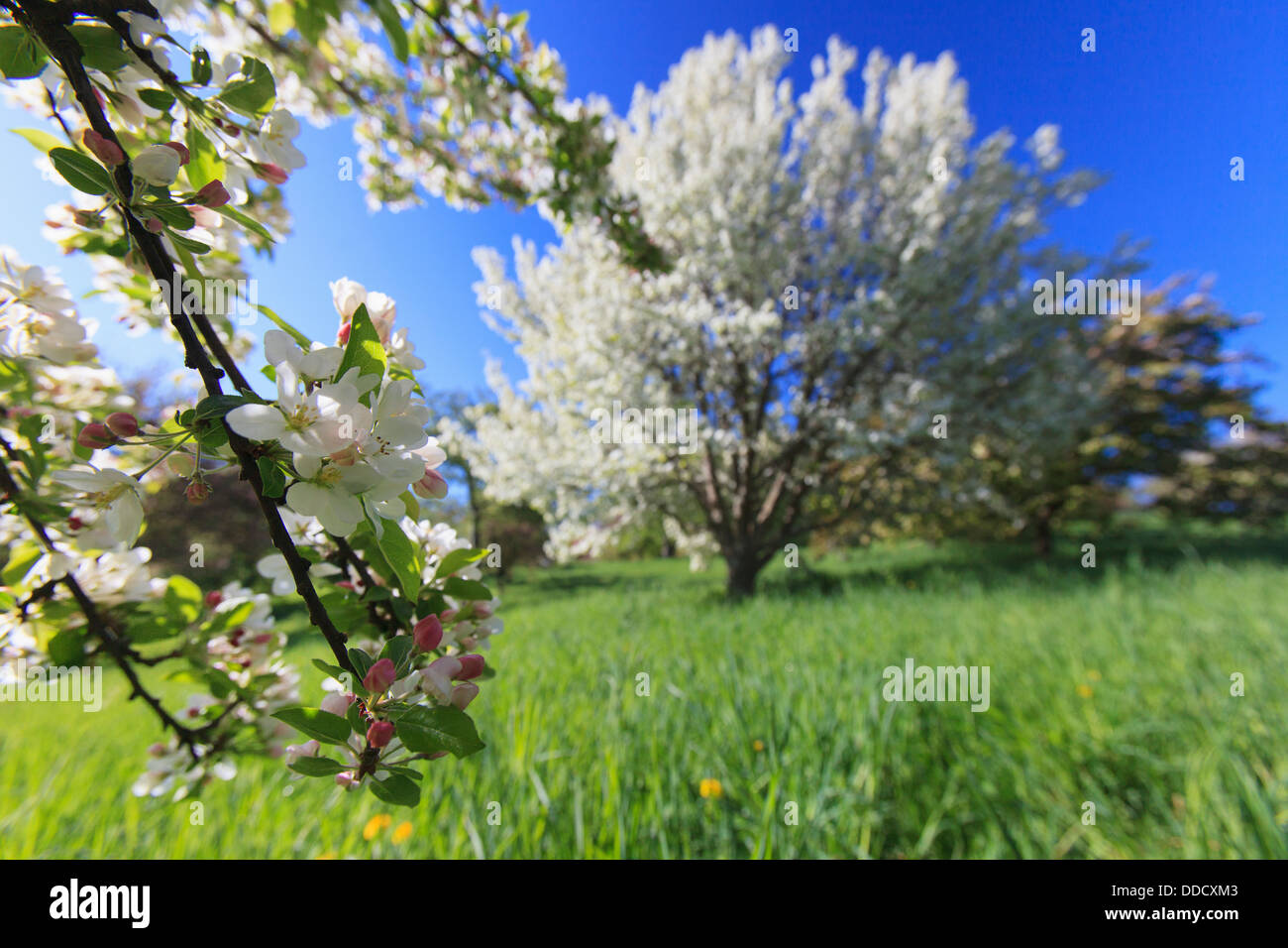 Cherry Blossom trees in spring at the Arnold Arboretum, Boston