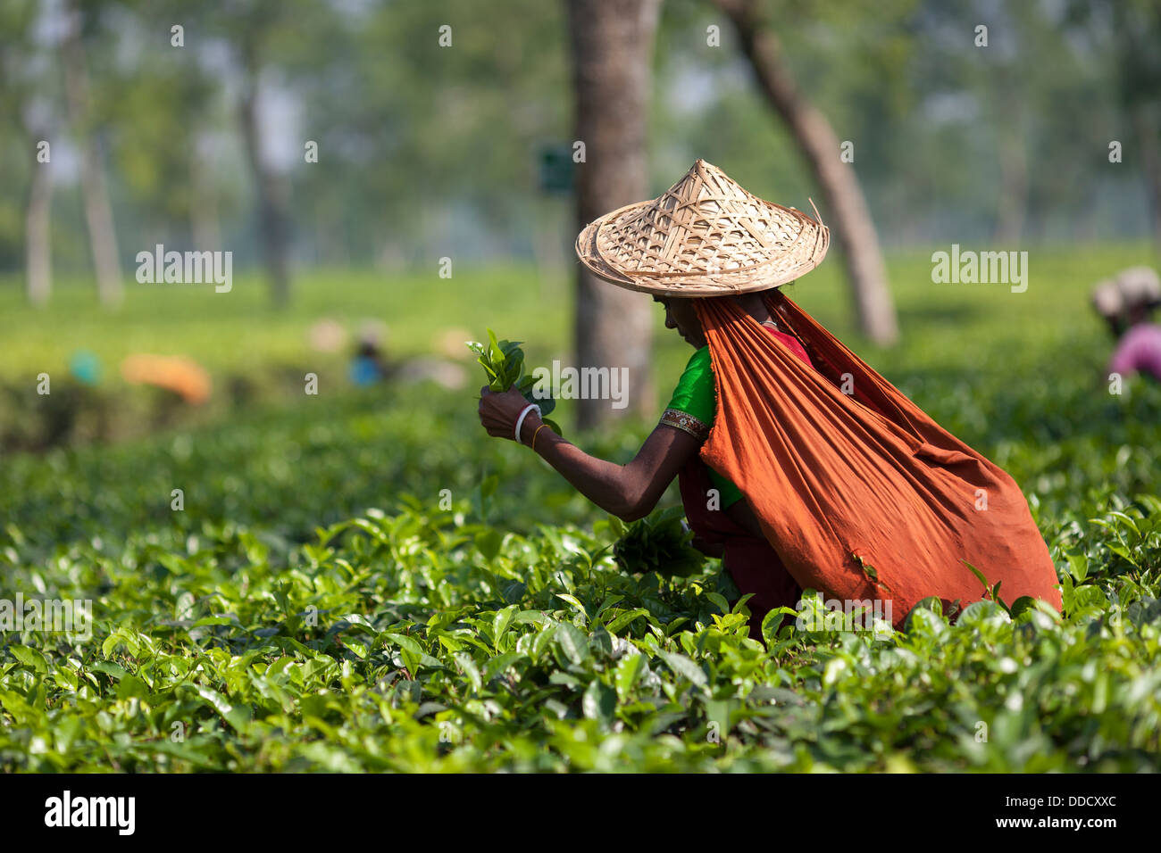 A Hindu laborer wearing a wide straw hat picks tea bushes in the gardens around Srimongol in Syhlet Division of Bangladesh. Stock Photo