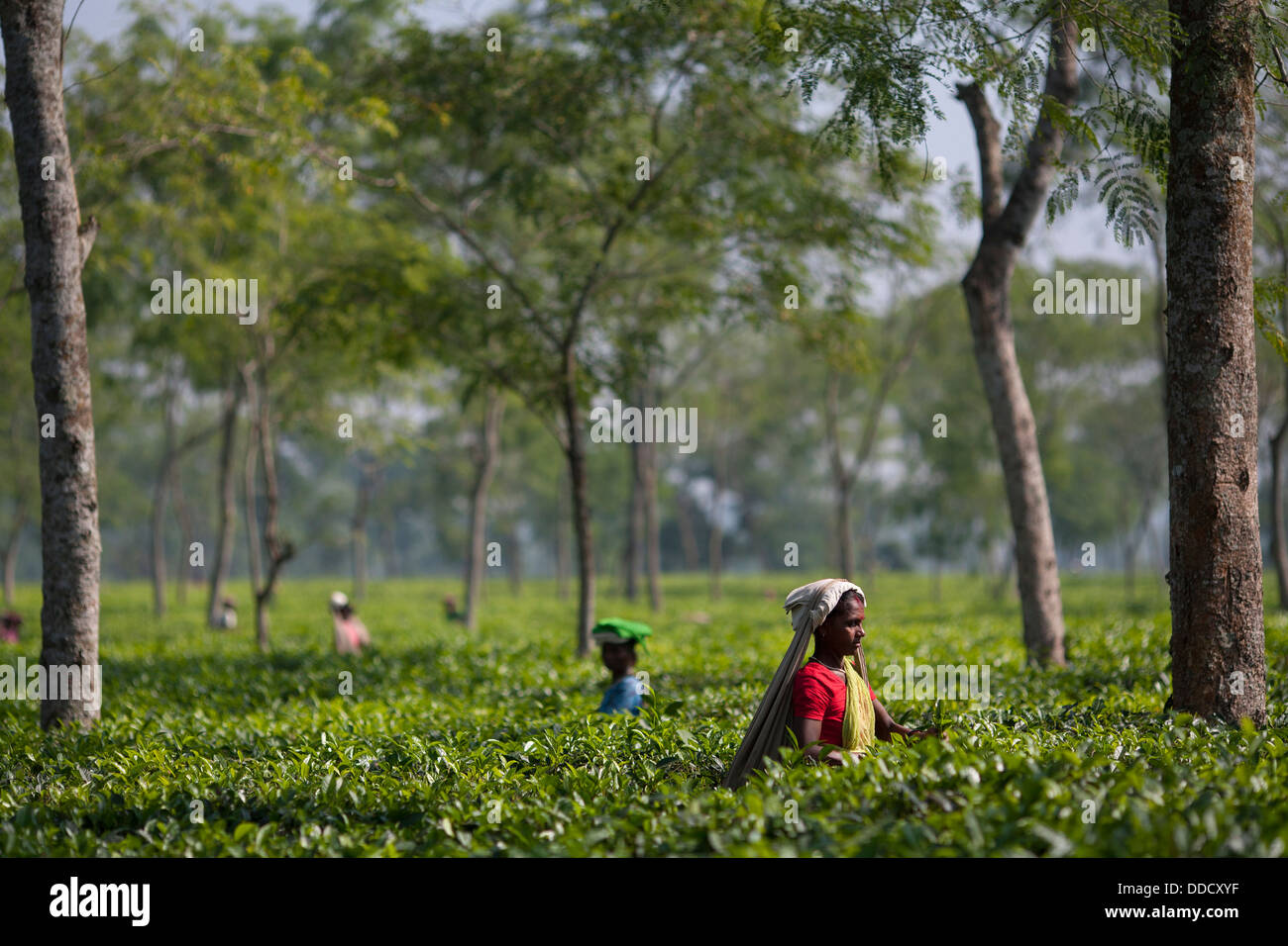 A Hindu laborer wearing a wide straw hat picks tea bushes in the gardens around Srimongol in Syhlet Division of Bangladesh. Stock Photo