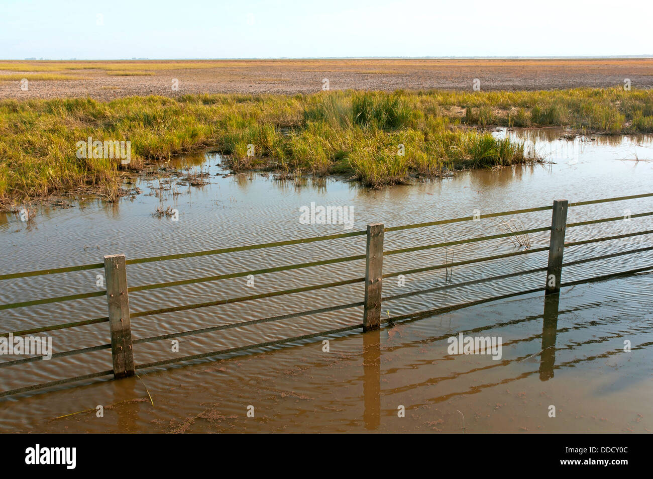 Marshes, Donana National Park, Huelva province, Region of Andalusia, Spain, Europe Stock Photo