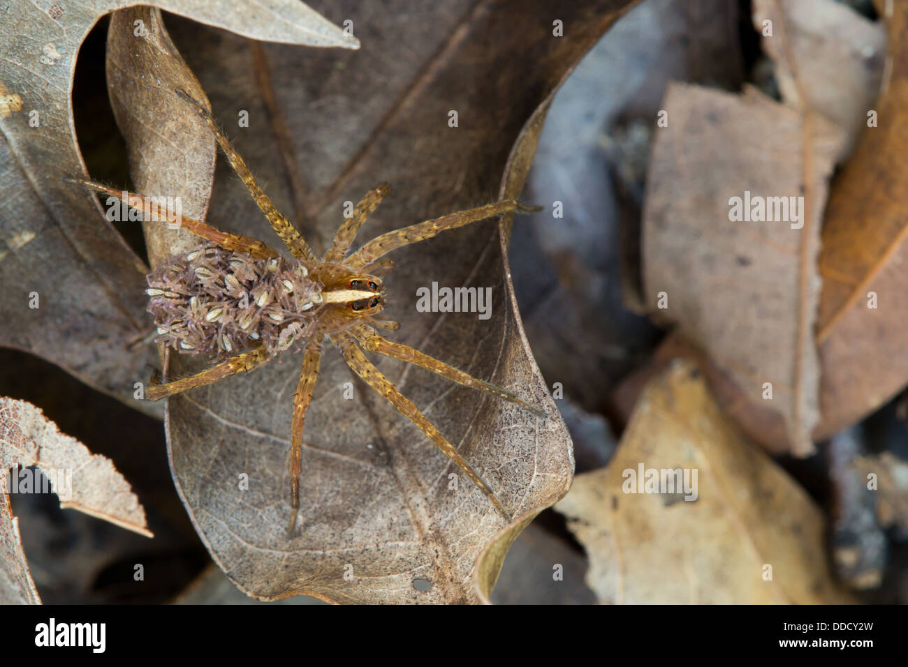 This is a female wolf spider carrying her young on her back. Stock Photo