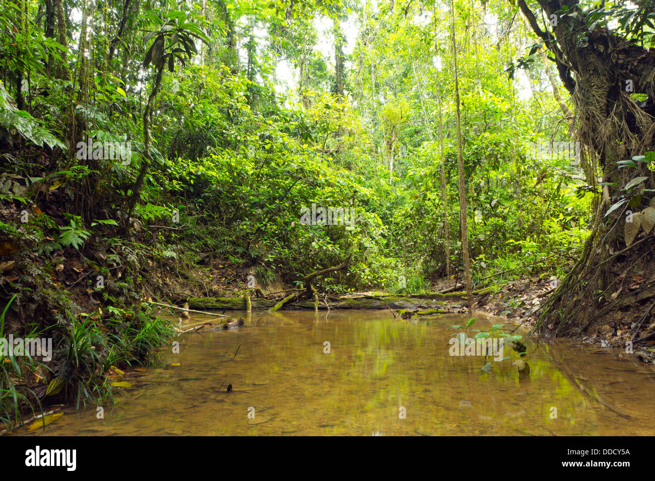 A shady rainforest stream in the Ecuadorian Amazon Stock Photo