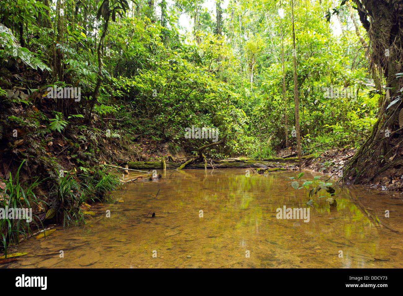 A shady rainforest stream in the Ecuadorian Amazon Stock Photo