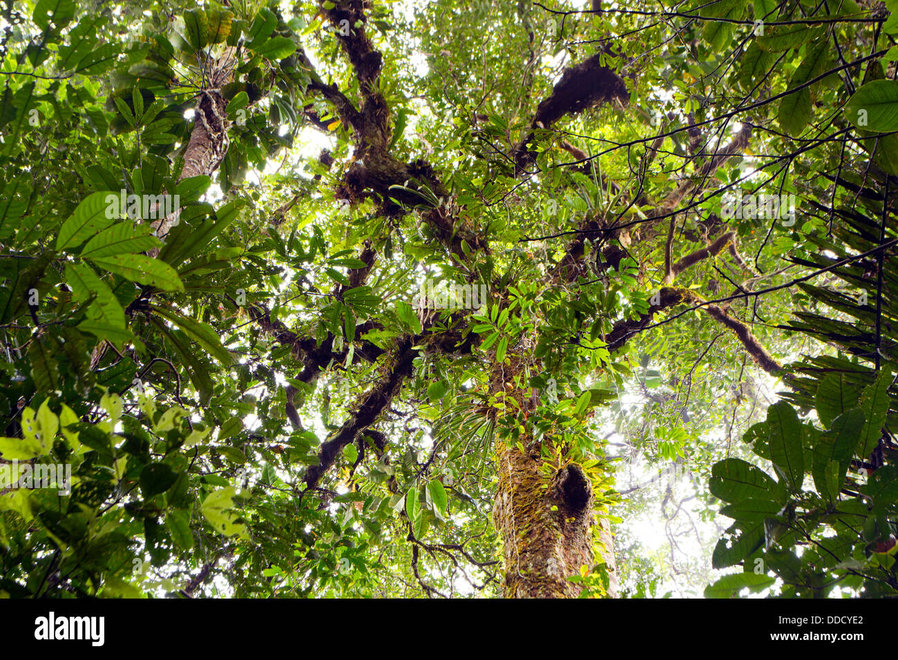 Tropical rainforest canopy hi-res stock photography and images - Alamy