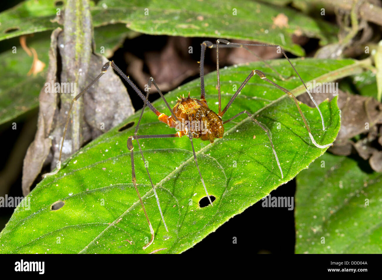 Tropical daddy long legs (Phalangid) on a leaf in the rainforest, Ecuador Stock Photo