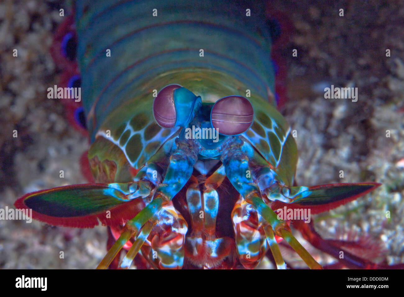 Peacock mantis shrimp Stock Photo