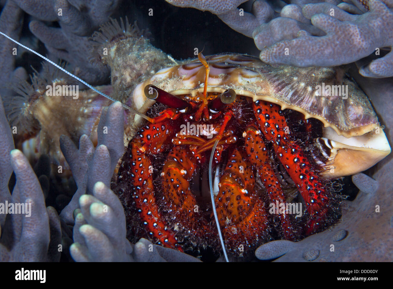 Red hermit crab with anemone on its shell hides in purple finger coral. Raja Ampat, Indonesia. Stock Photo