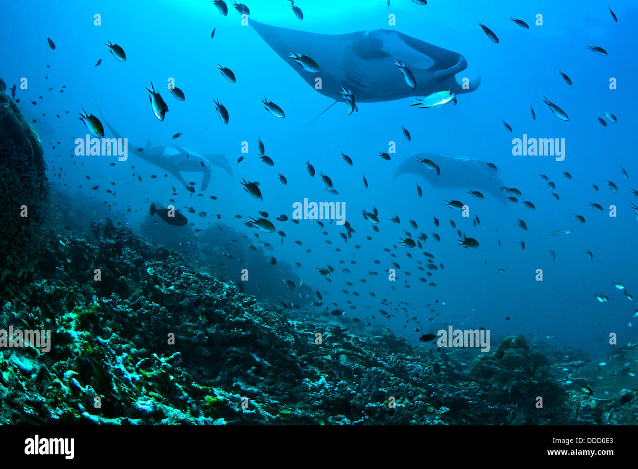 Giant manta rays approaching.Blue Magic cleaning station. Raja Ampat, Indonesia. Stock Photo