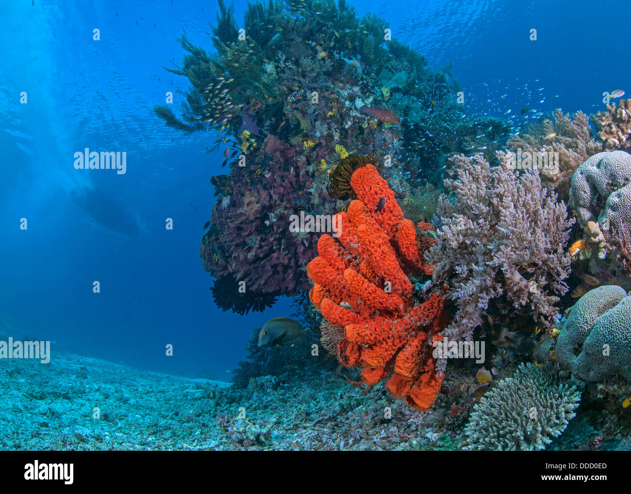 Shallow coral reef with bright orange tube sponges with speed boat in blue water background. Raja Ampat, Indonesia Stock Photo