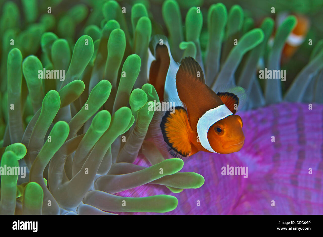 Orange clownfish on magnificent anemone. Stock Photo