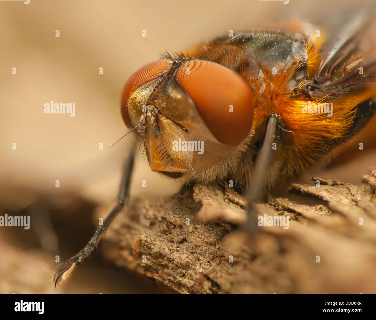 Phasia hemiptera Stock Photo