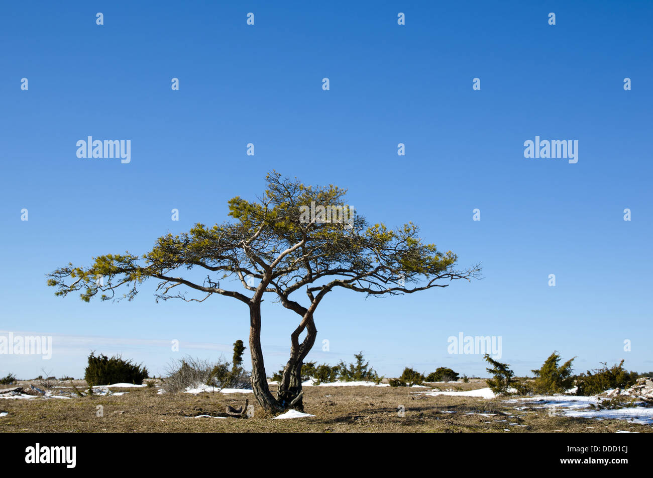 Solitaire pine tree in sunshine at early springtime. Stock Photo
