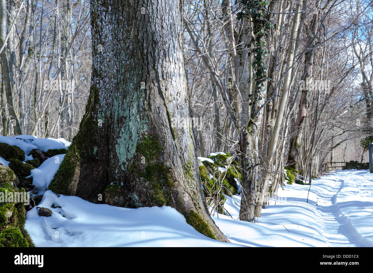 Wide tree trunk in a winter landscape Stock Photo