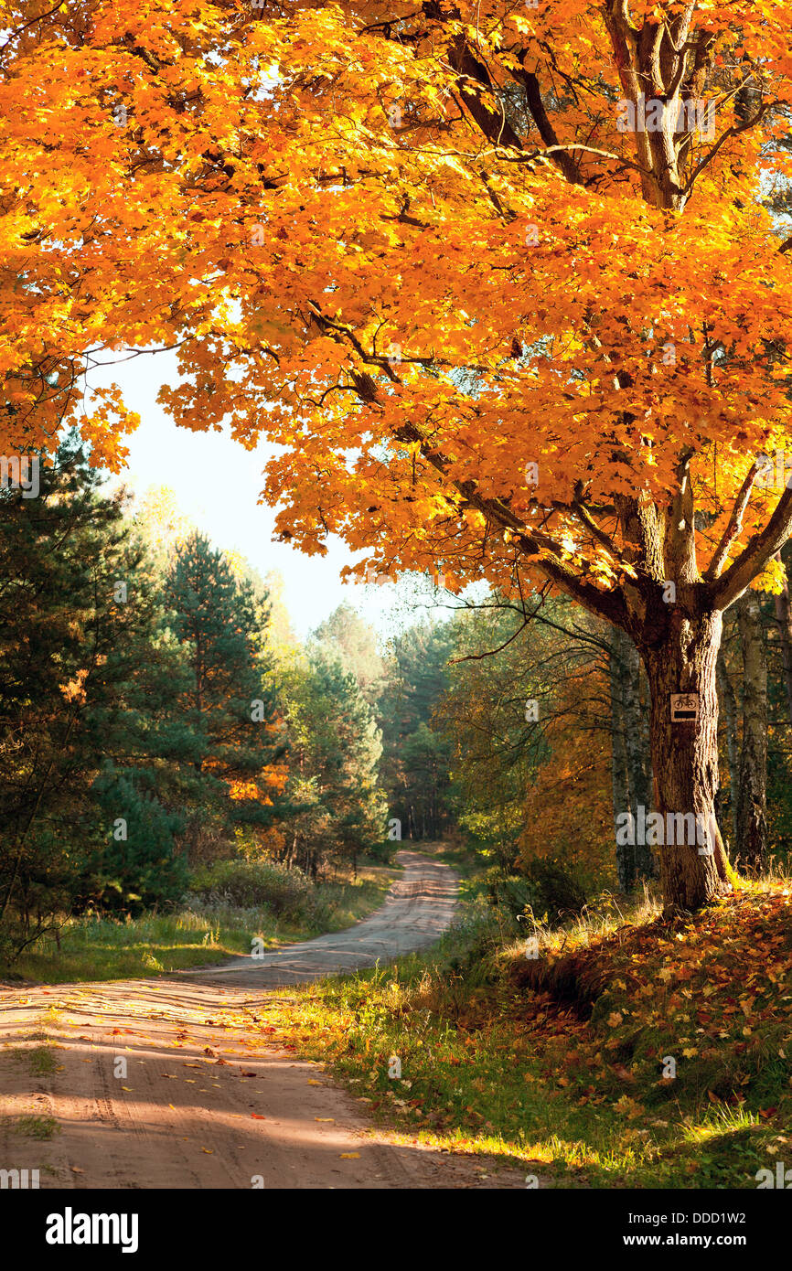 Autumnal big tree hi-res stock photography and images - Alamy