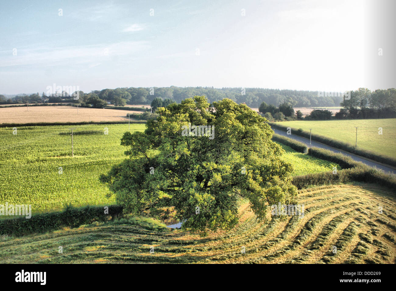 tree in a field from above Stock Photo - Alamy
