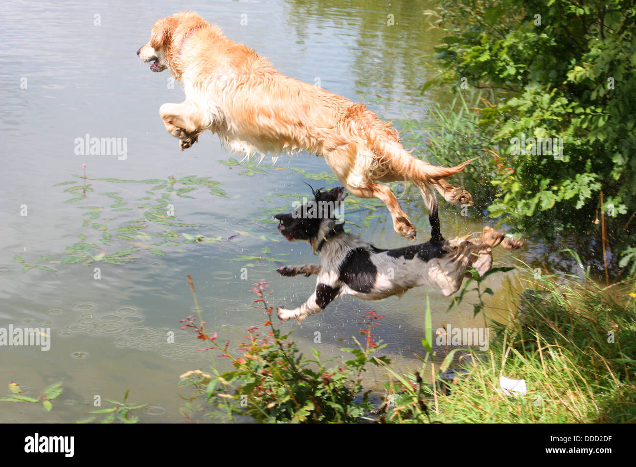 a beautiful golden retriever pet gundog Stock Photo