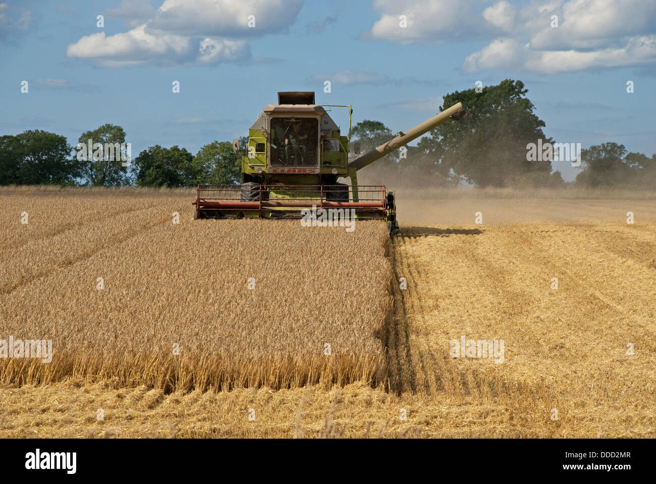 Combine harvester cutting field of barley Stock Photo - Alamy