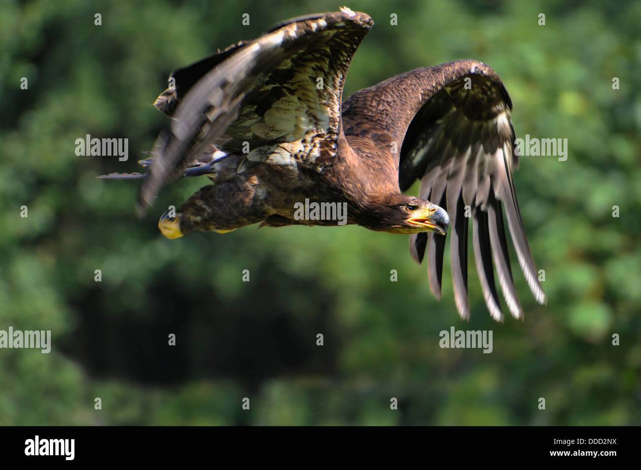 Steppe Eagle (Aquila nipalensis) in fly Stock Photo
