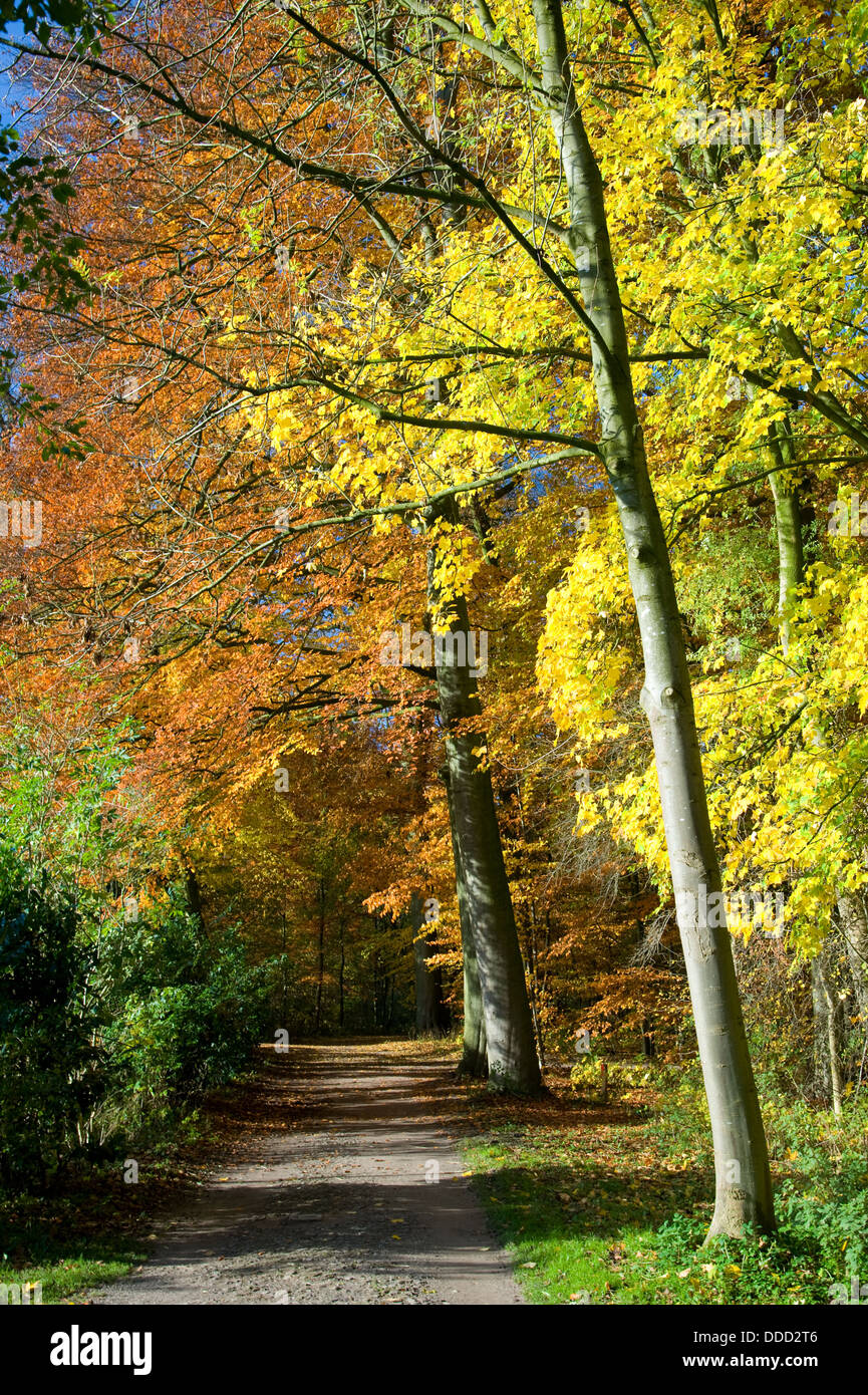Path through forest with tree in vibrant autumn yellow and orange ...