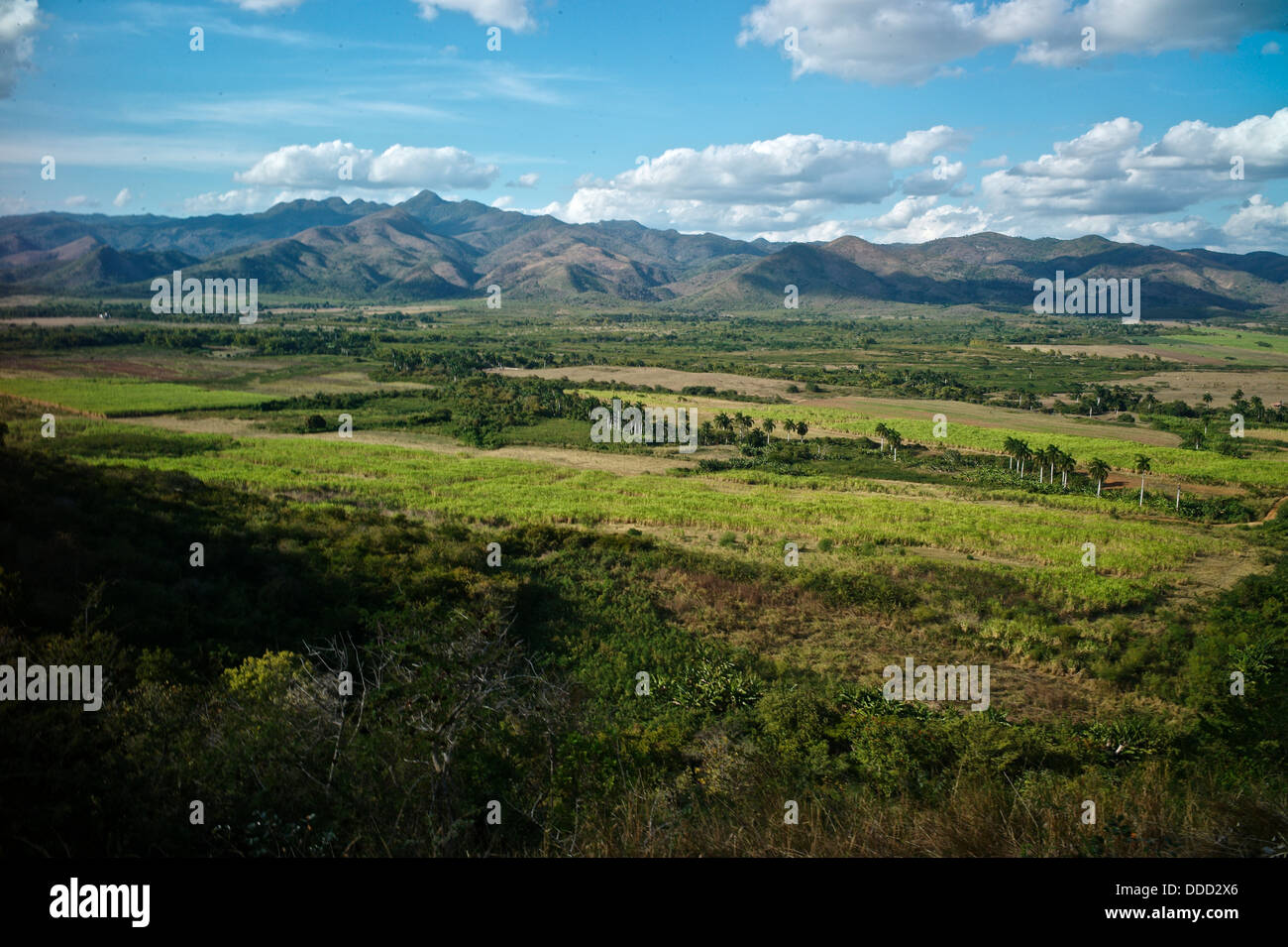 A view of sugar cane in the Valle de los Ingenios, Cuba. Stock Photo