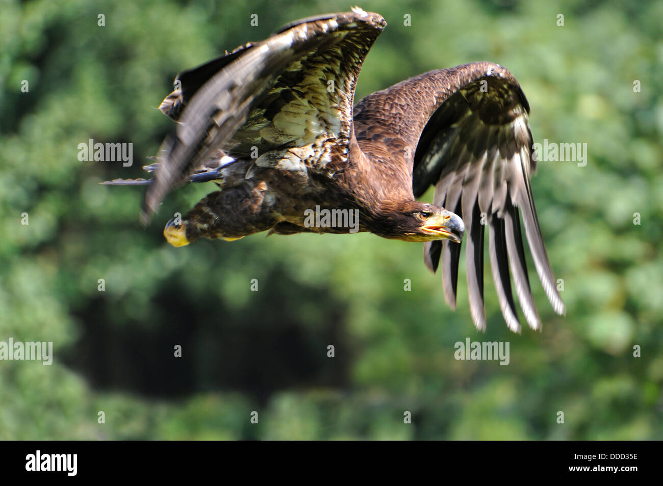 Steppe Eagle (Aquila nipalensis) in fly Stock Photo
