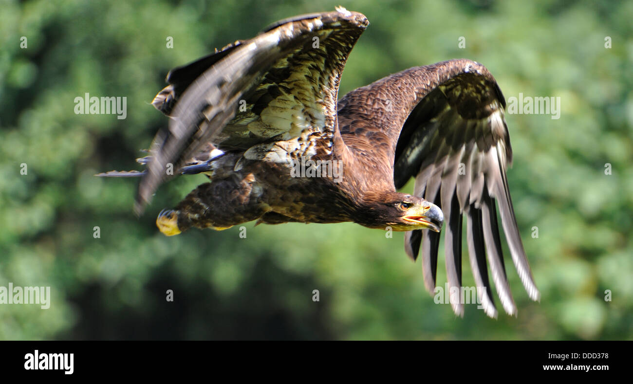 Steppe Eagle (Aquila nipalensis) in fly Stock Photo