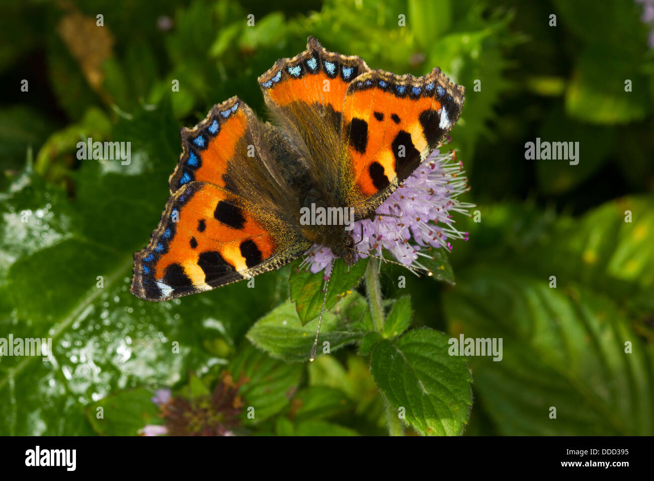 Small Tortoiseshell. Nymphalis urticae (Nymphalidae) Stock Photo