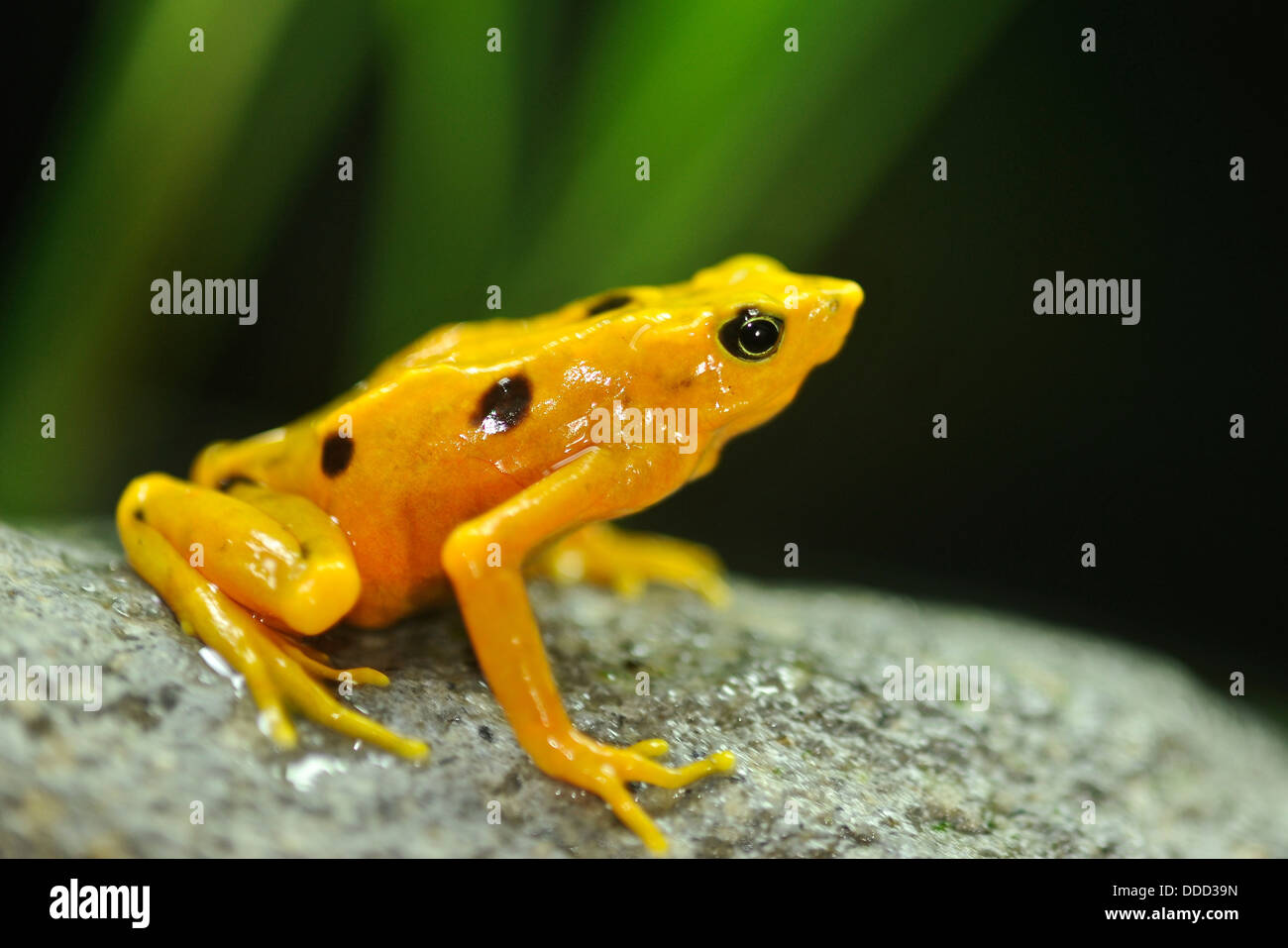 A Panamanian golden frog sits perched on a rock. Stock Photo