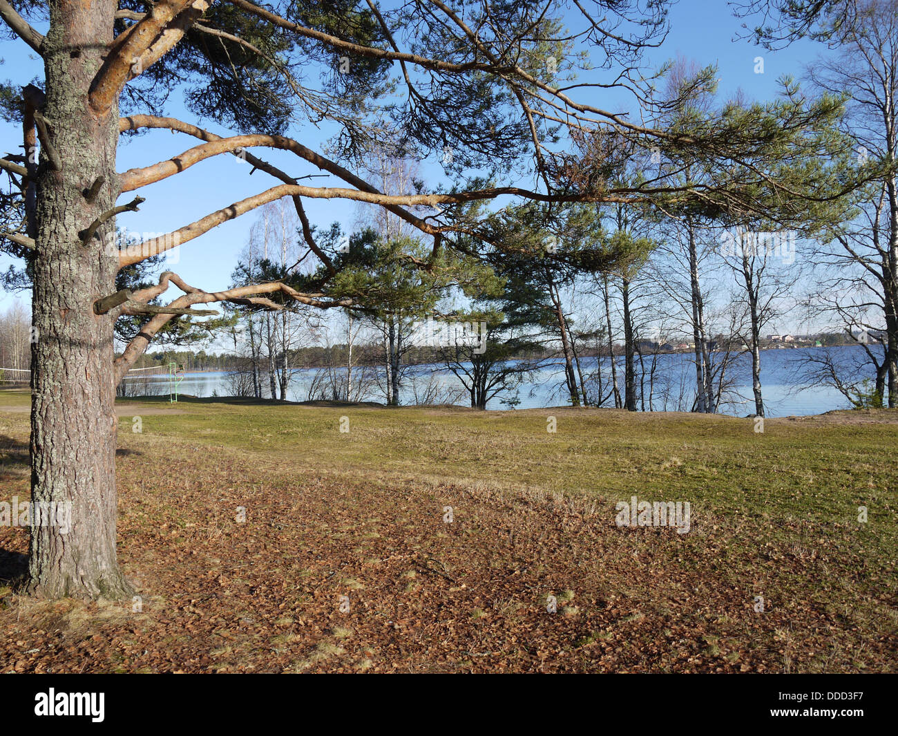 Pine on the bank of lake Stock Photo - Alamy