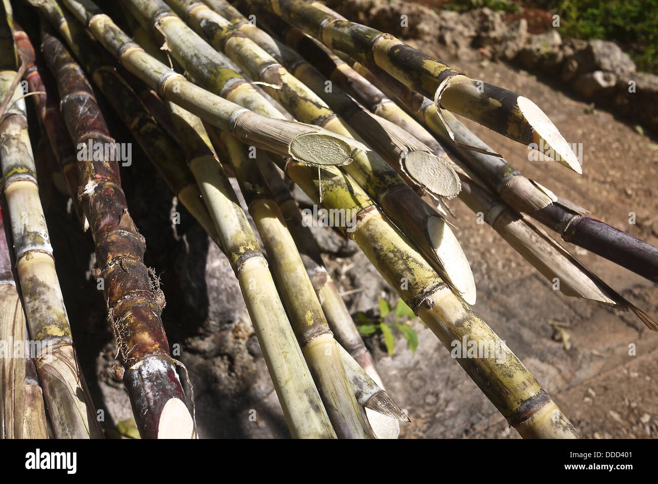 Sugar cane (Saccharum officinarum) stalks. Stock Photo