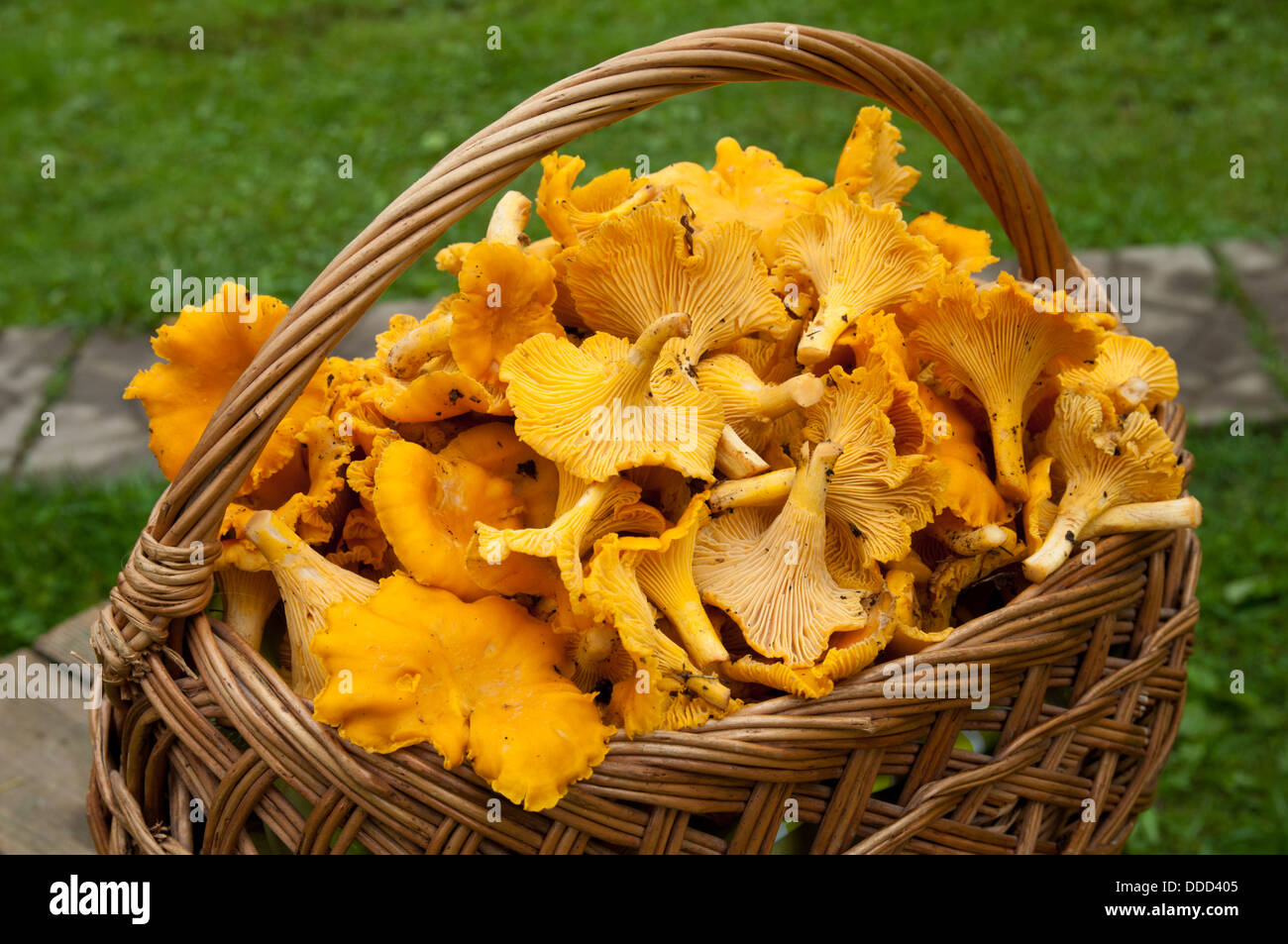 basket of chanterelles Stock Photo Alamy