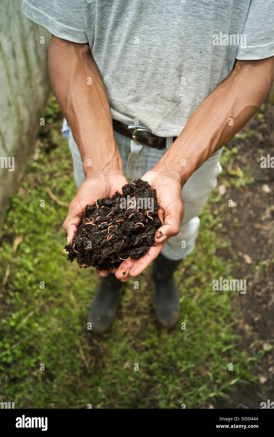 A farmer holds a clump of soil teeming with earthworms. Stock Photo
