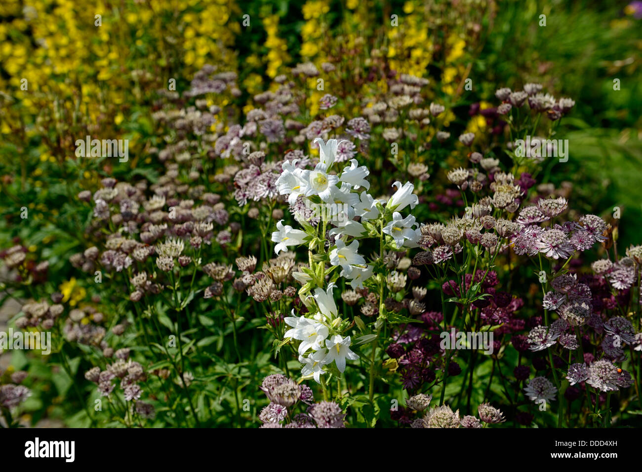 Summer colour color at Moanwing gardens Rathkeale Limerick Ireland Stock Photo