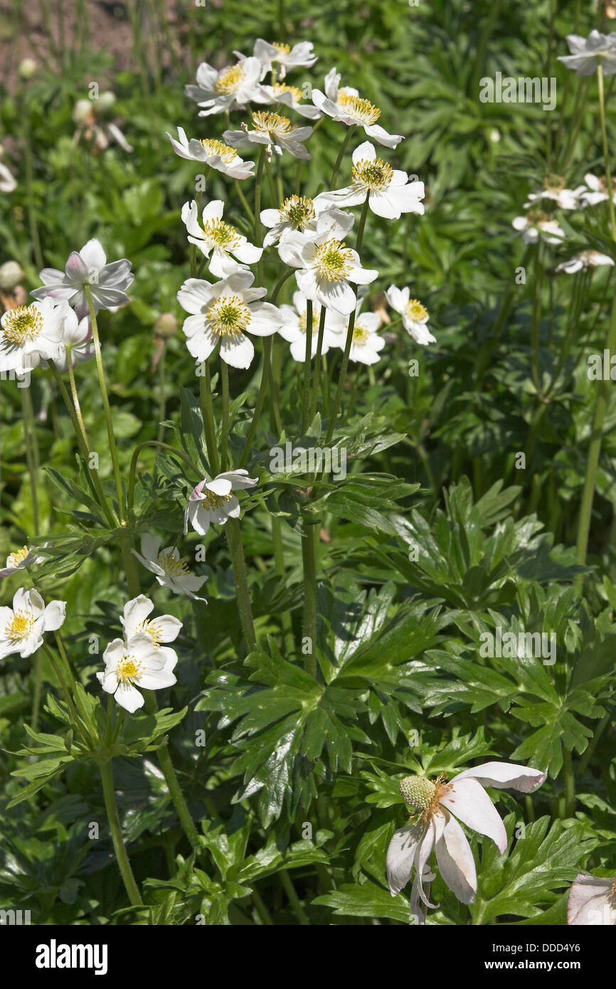 Narcissus-flowered anemone, Berghähnlein, Narzissenblütiges Windröschen, Anemone narcissiflora Stock Photo