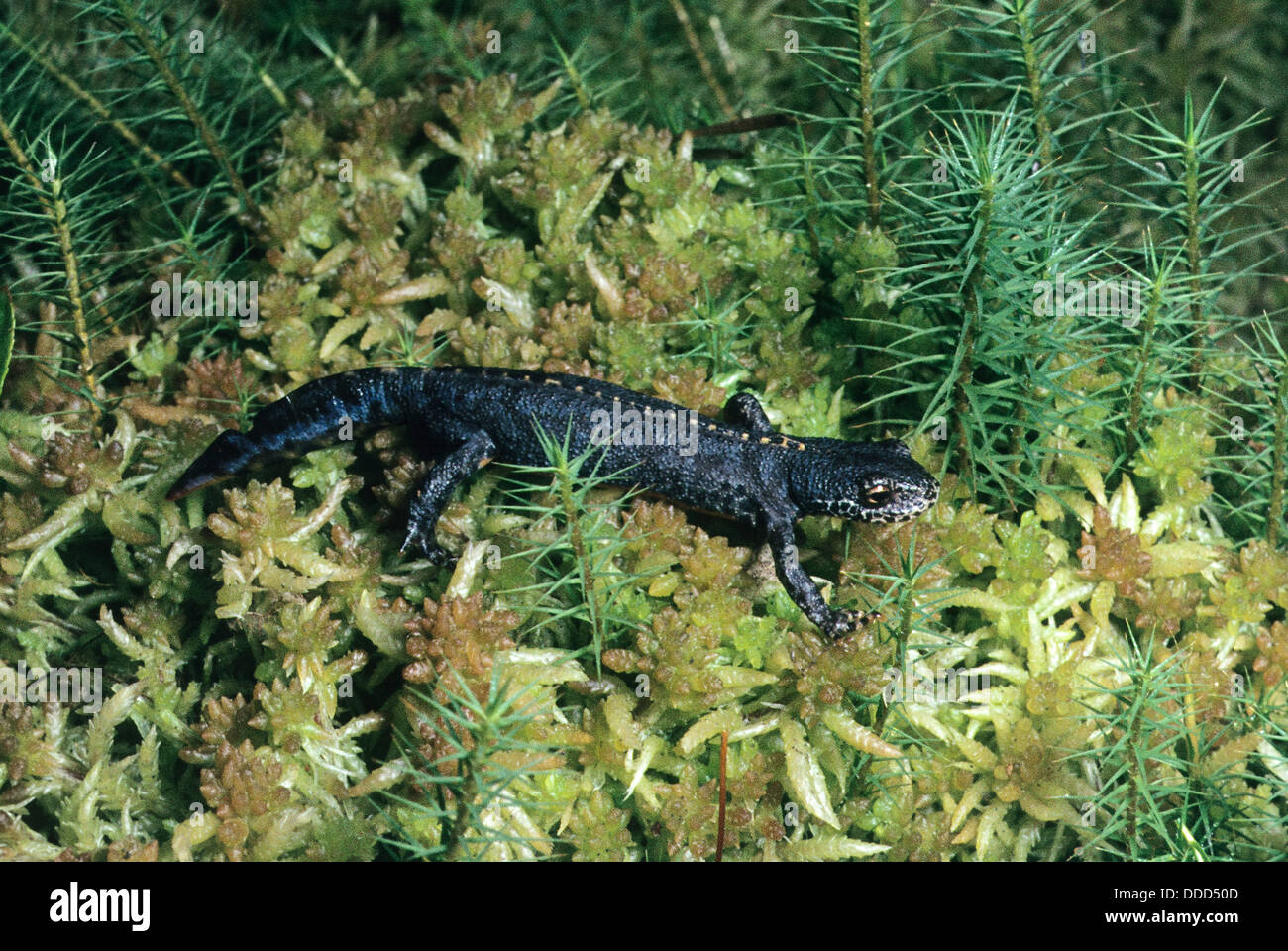 Alpine Newt, Bergmolch, Alpenmolch, Landtracht, Molch, Ichthyosaura ...