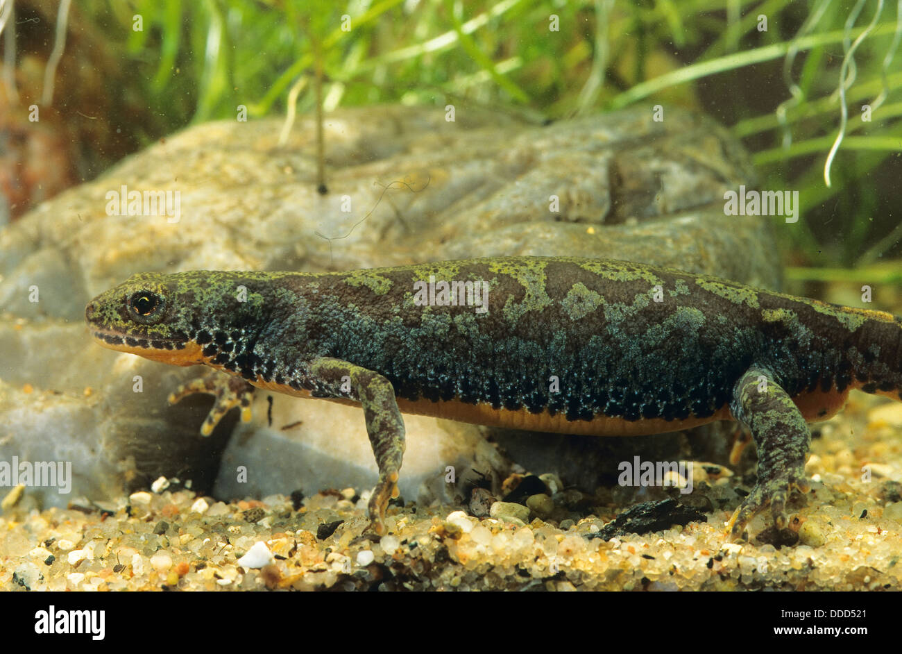 Alpine Newt, female, Bergmolch, Alpenmolch, Weibchen, Molch ...