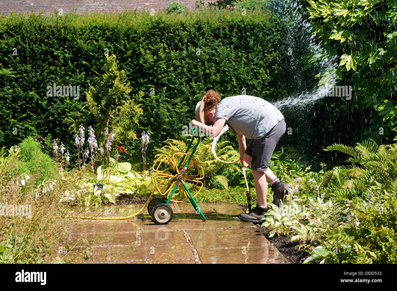 Gardener trying to sort out the hose of water squirting everywhere Stock Photo