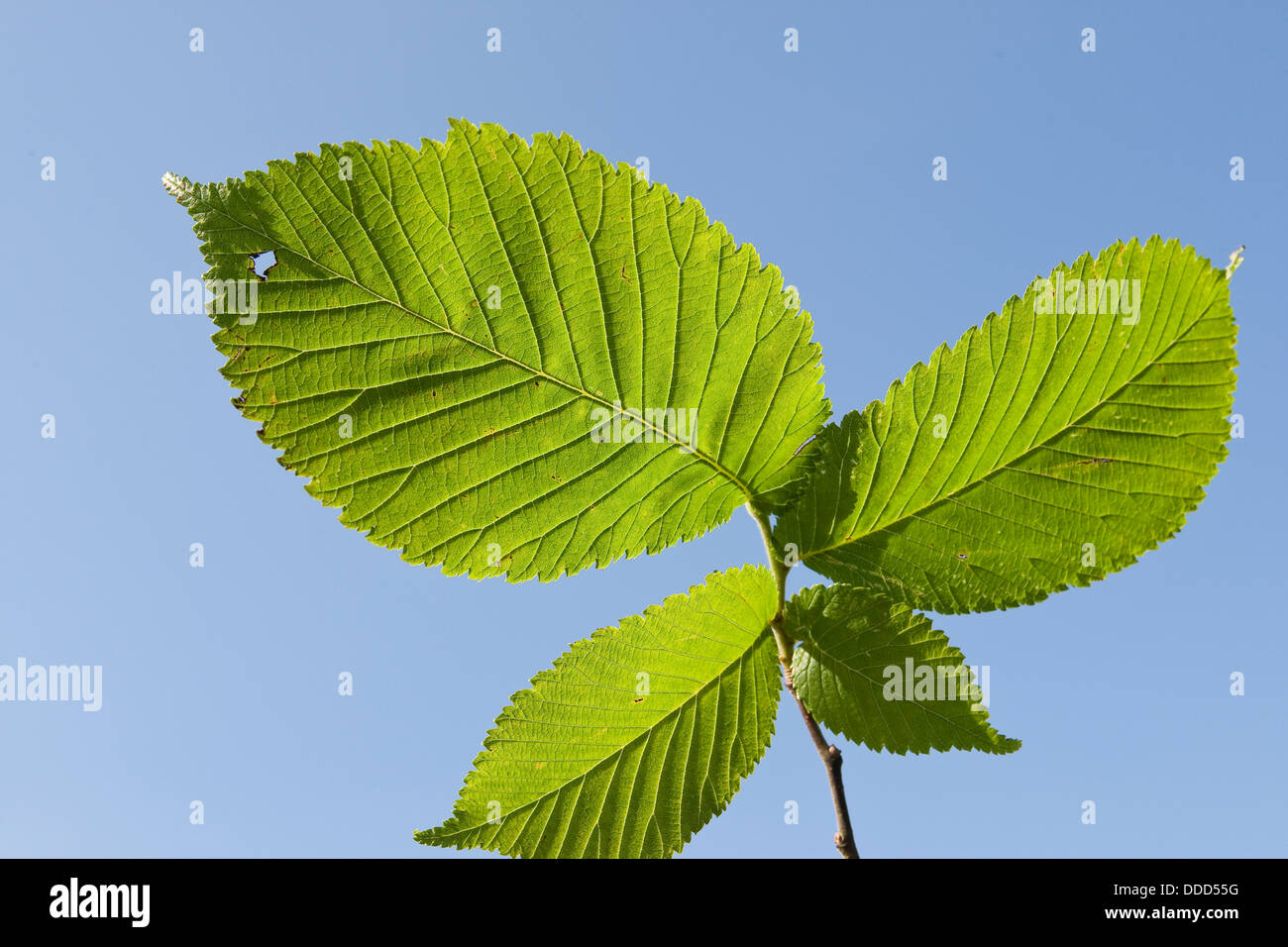 Wych Elm, Scots Elm, leaf, leaves, Berg-Ulme, Bergulme, Blatt, Blätter, Ulme, Ulmus glabra, Ulmus scabra, Ulmus montana Stock Photo