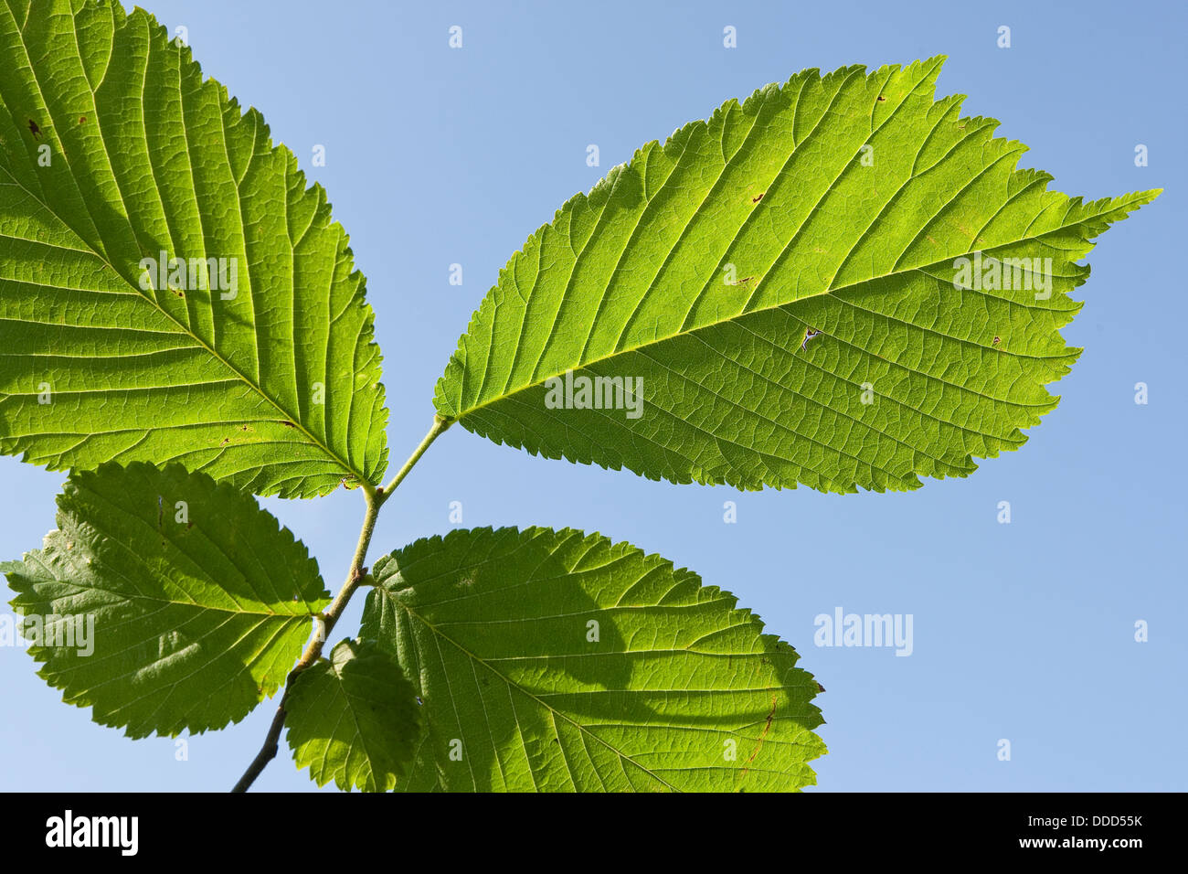 Wych Elm, Scots Elm, leaf, leaves, Berg-Ulme, Bergulme, Blatt, Blätter, Ulme, Ulmus glabra, Ulmus scabra, Ulmus montana Stock Photo