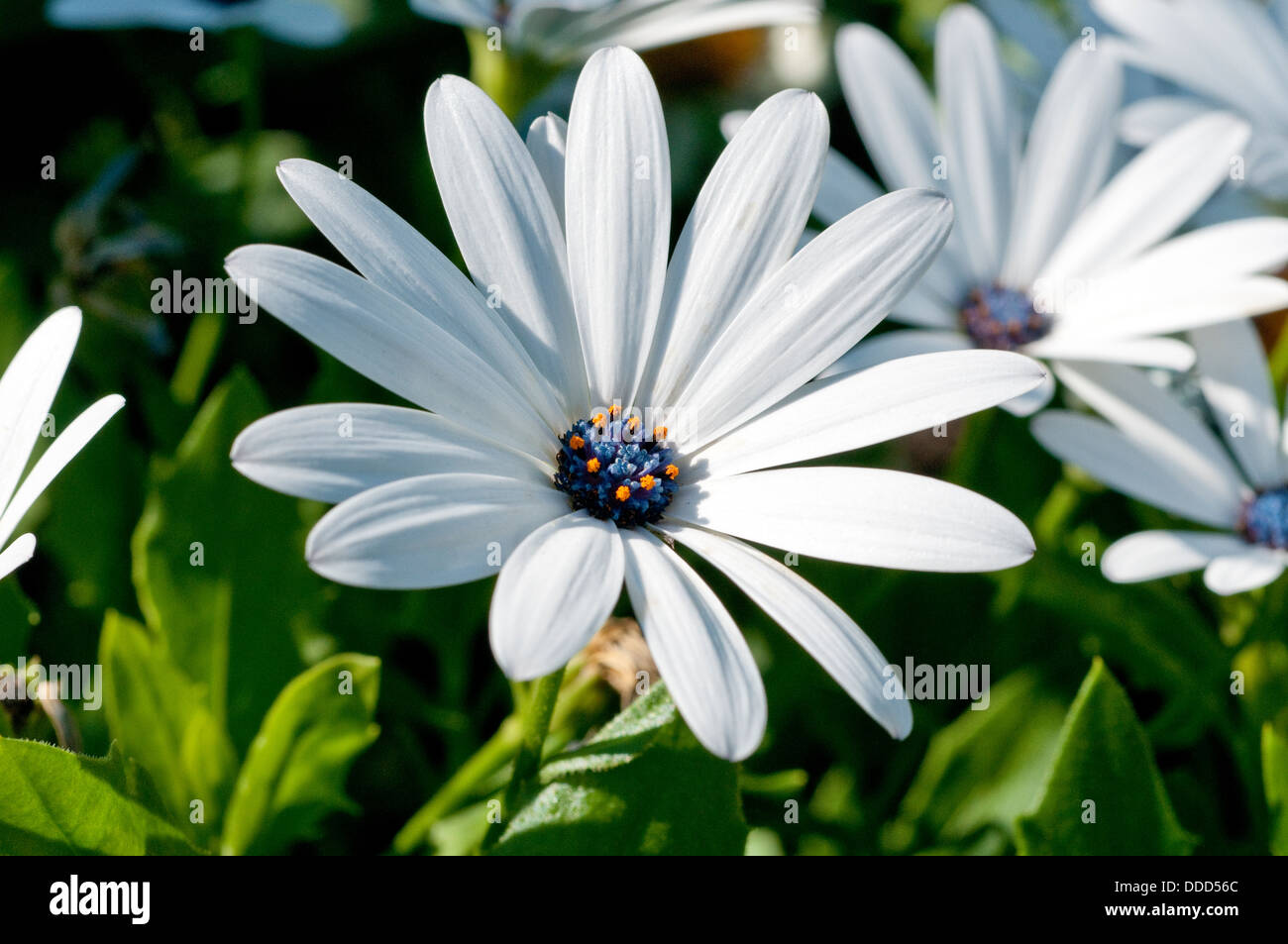 Osteospermum 'Sunny Cecil', African Daisy flowers, Cape Daisy Stock Photo