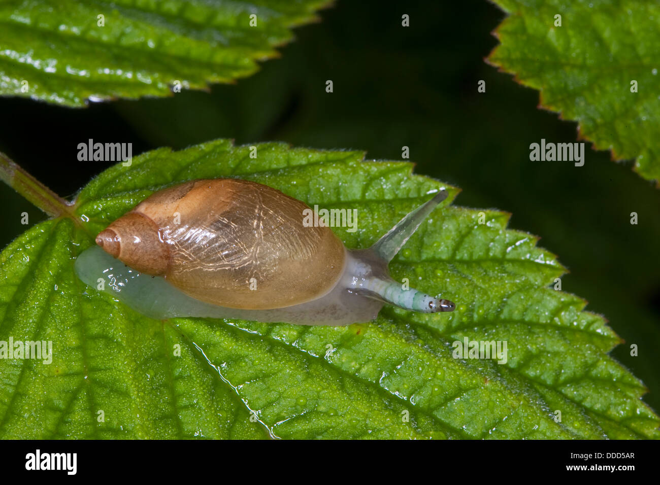 lamber snail, ambersnail, green-banded broodsac, Bernsteinschnecke, Succinea putris, Saugwurm, Leucochloridium paradoxum Stock Photo