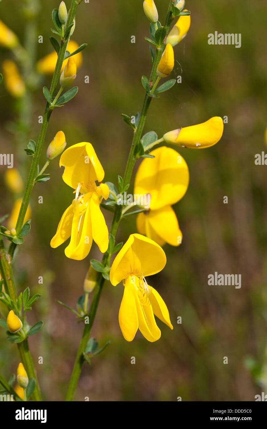 Broom herb cytisus scoparius hi-res stock photography and images - Alamy