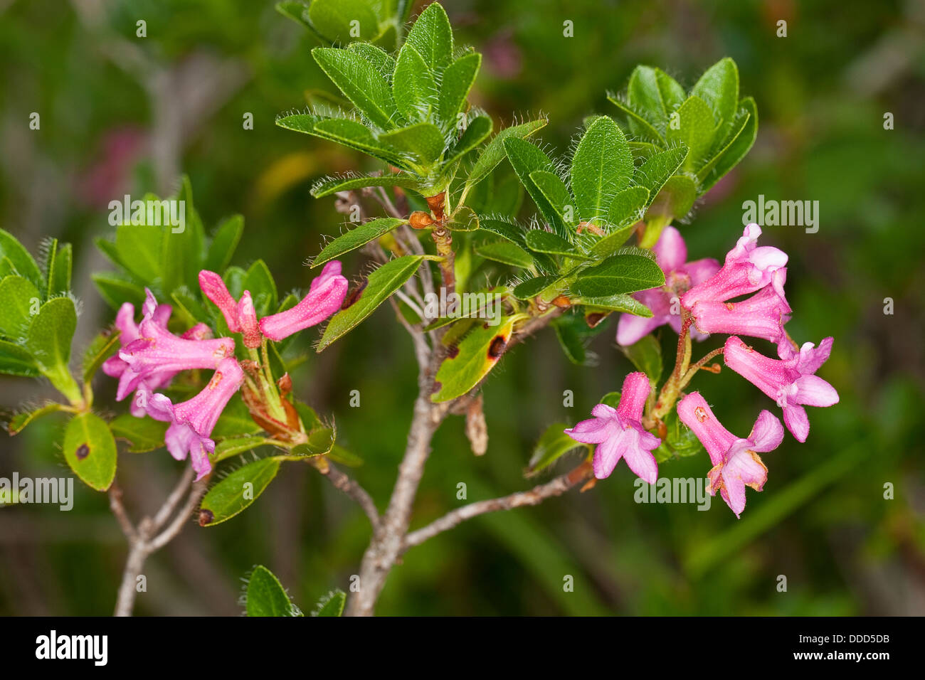 Hairy Alpen Rose, Rhododendron pubescent, Bewimperte Alpenrose, Behaarte Alpenrose, Almrausch, Rhododendron hirsutum Stock Photo