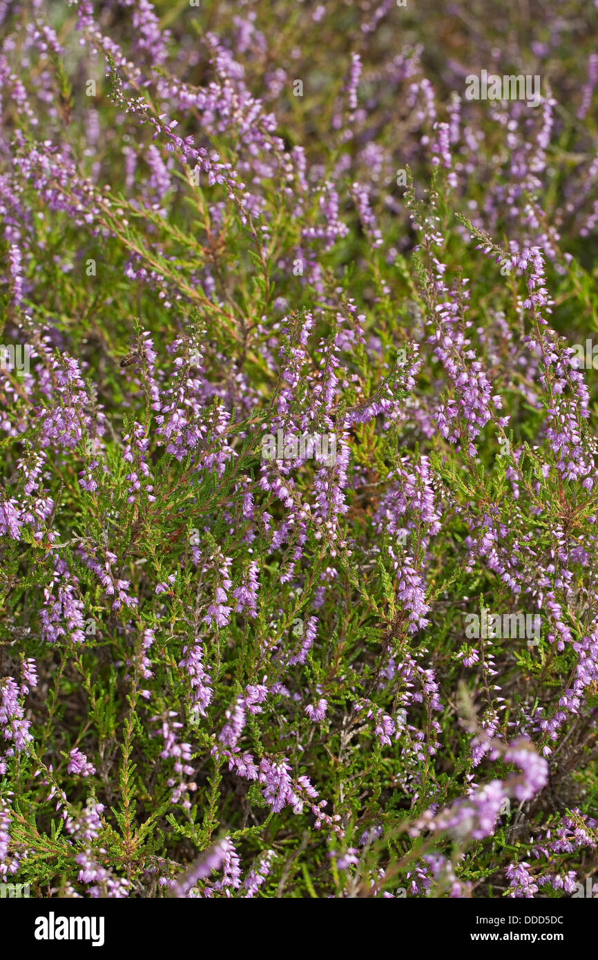 Common Heather, Heather, Scots Heather, ling, Heide, Besenheide, Heidekraut, Calluna vulgaris Stock Photo